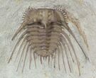 Elegant, Kettneraspis Trilobite - Oklahoma #56250-1
